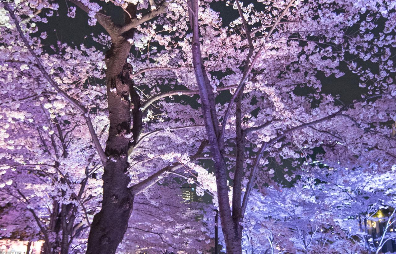 Japan landscape for a cherry blossom alternatives guide