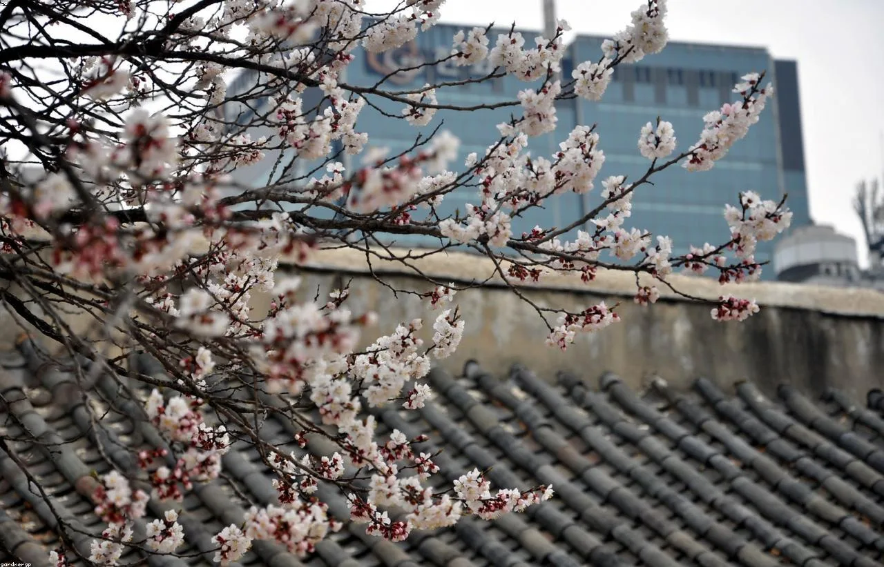 South Korea landscape for a cherry blossom season guide