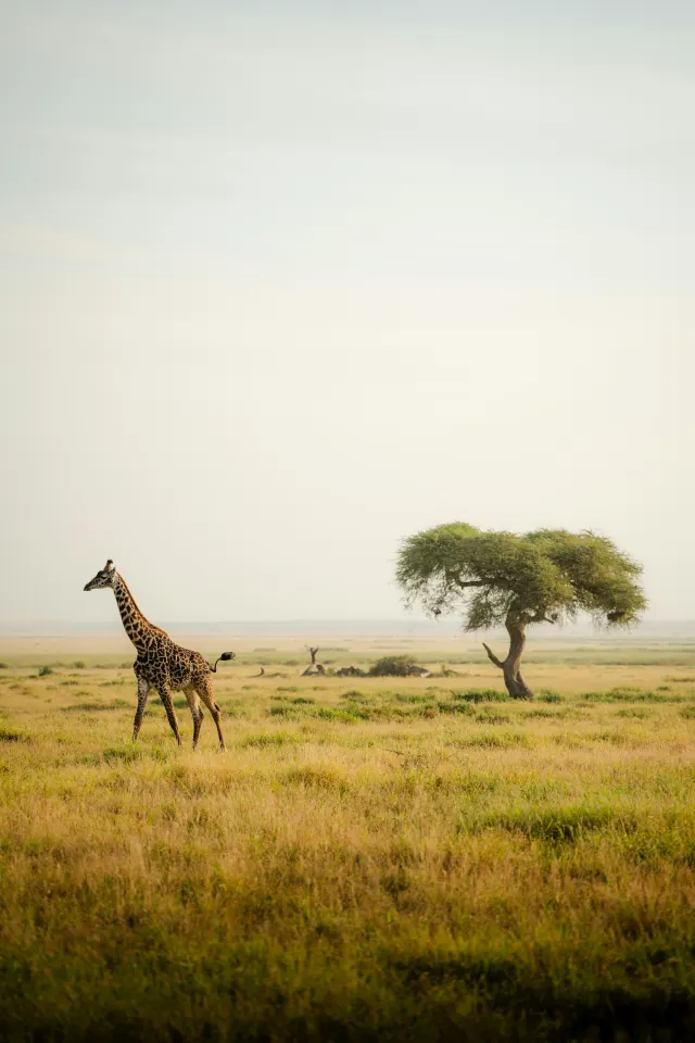 Kenya, Tanzania eSIM coverage