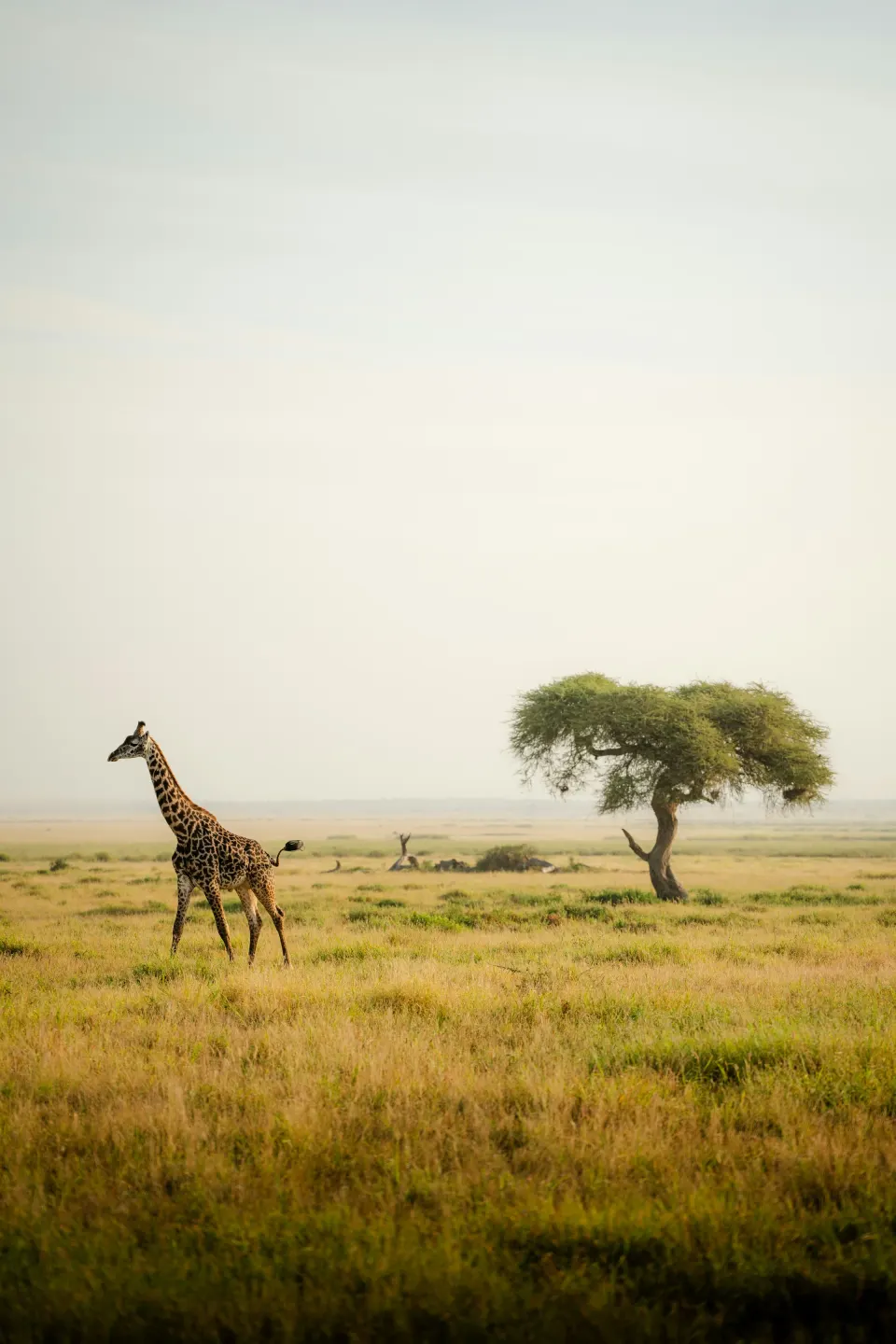eSIM-Abdeckung für Kenya