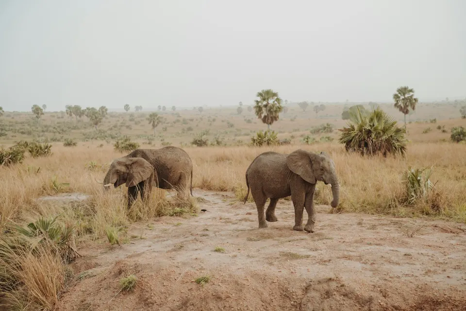 eSIM-Abdeckung für Uganda