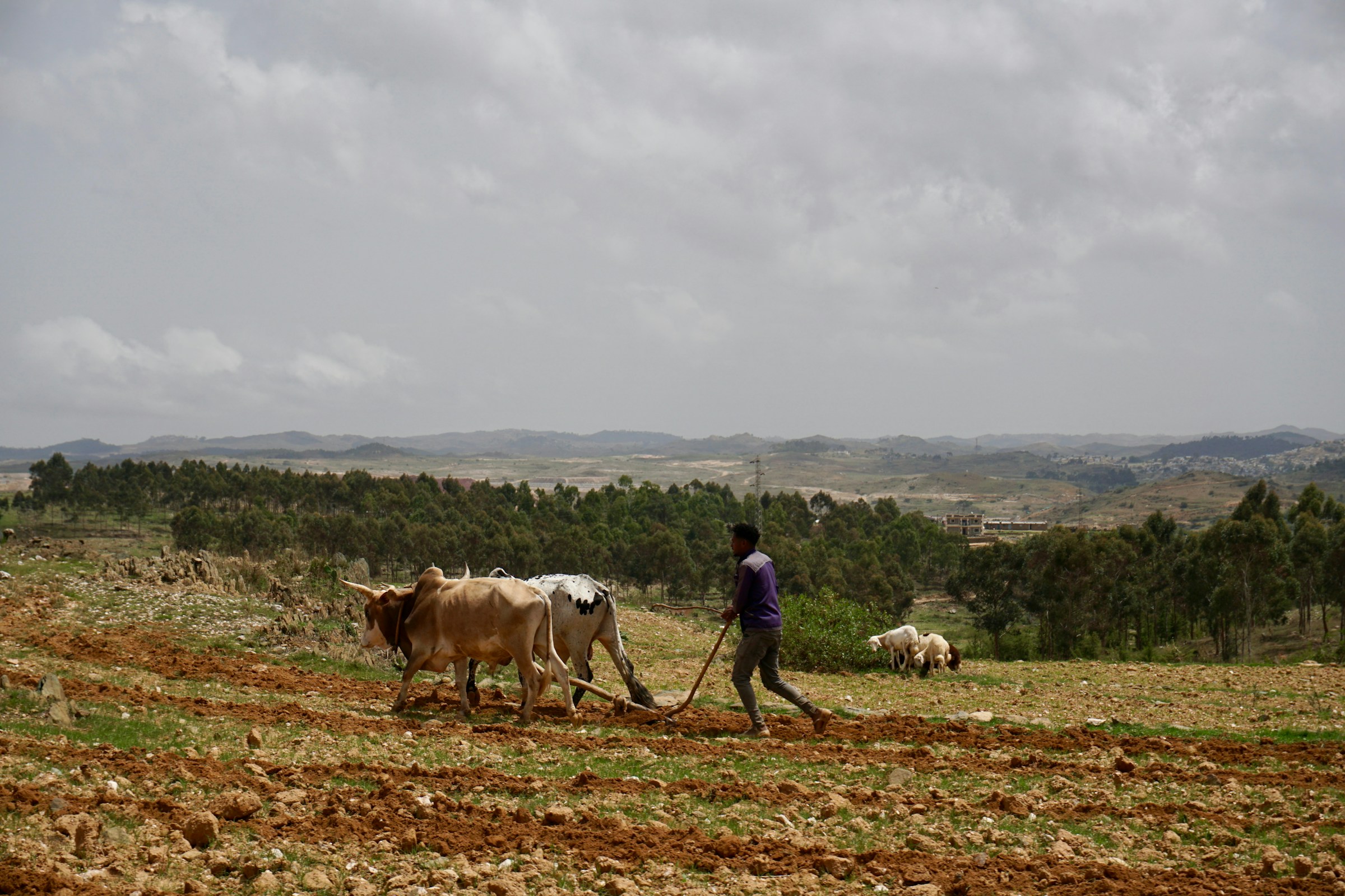 تغطية eSIM في Eritrea