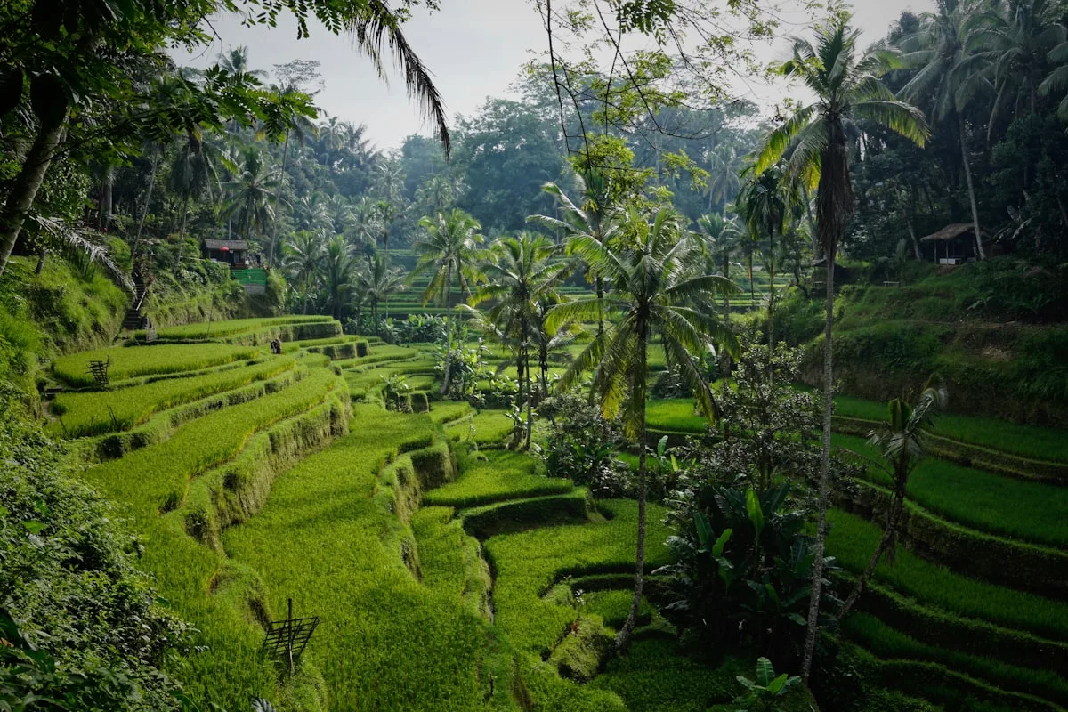 Tropical café workspace overlooking rice fields in Bali