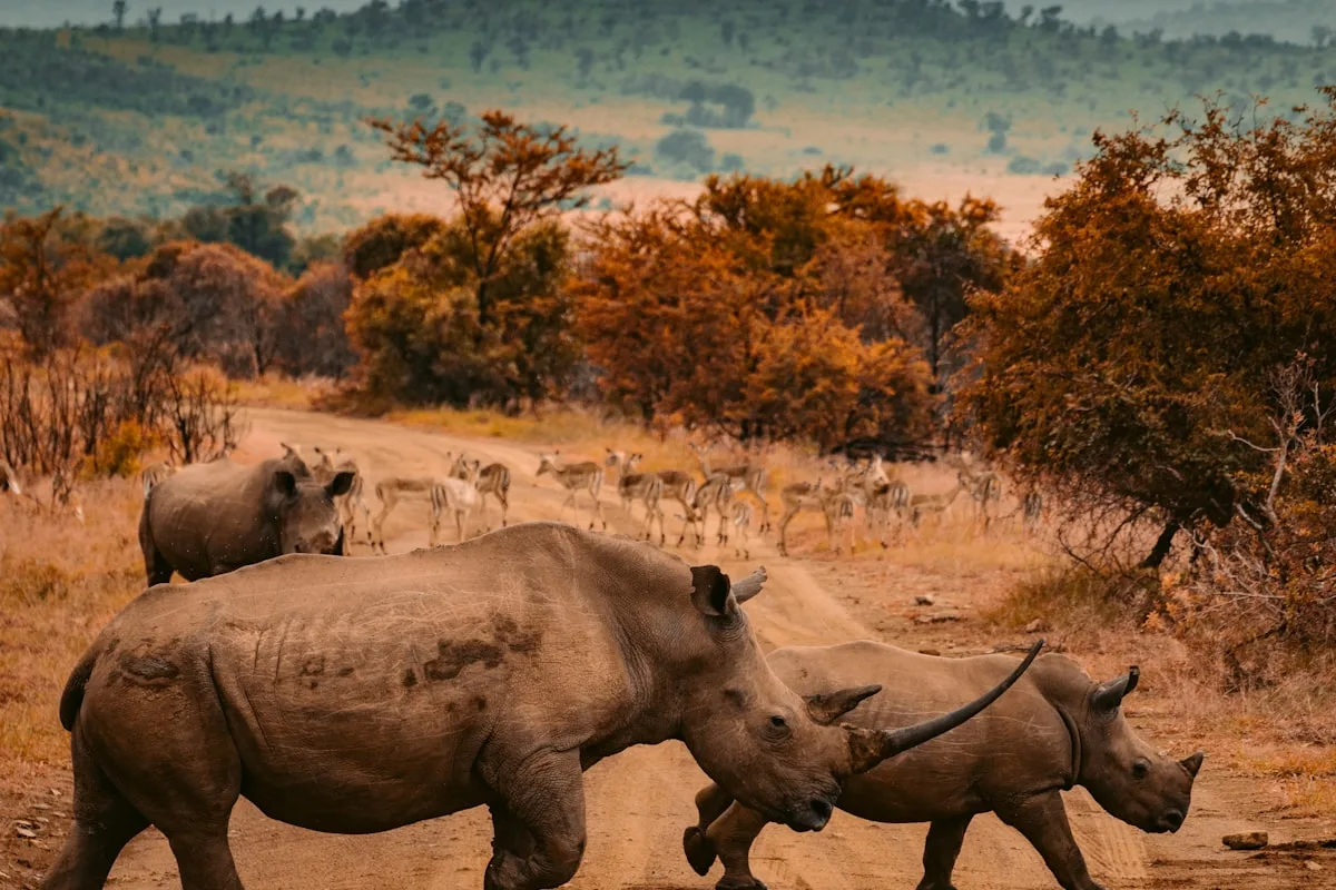 Open safari vehicle on a dusty African game-drive track