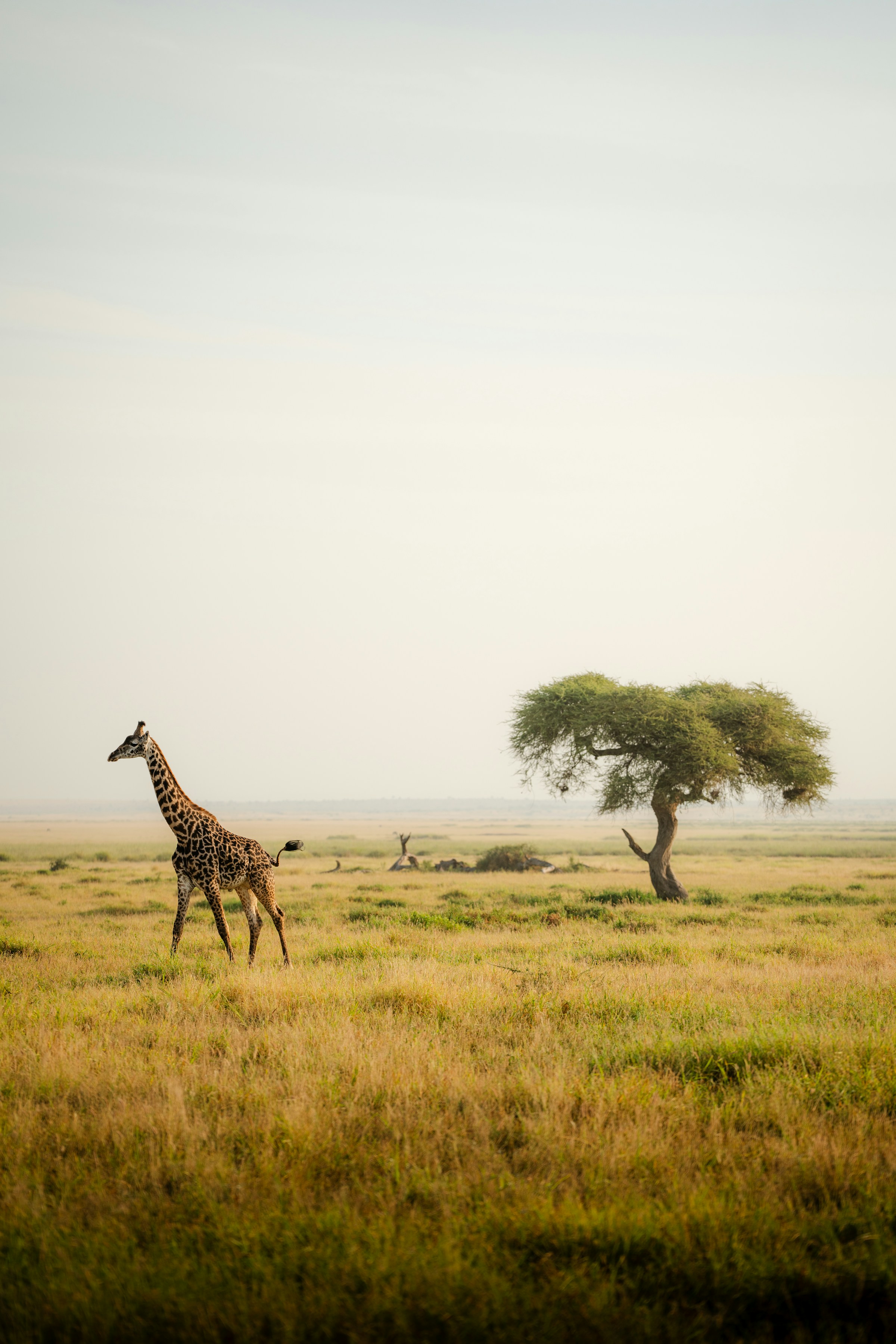 Kenya eSIM coverage